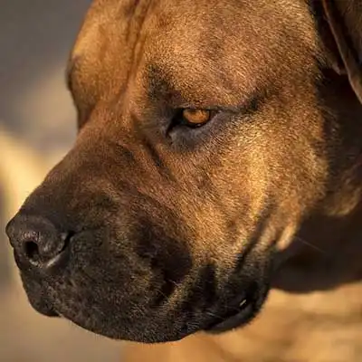 South African Boerboel dog breed.