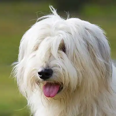 South Russian Shepherd Dog dog breed.