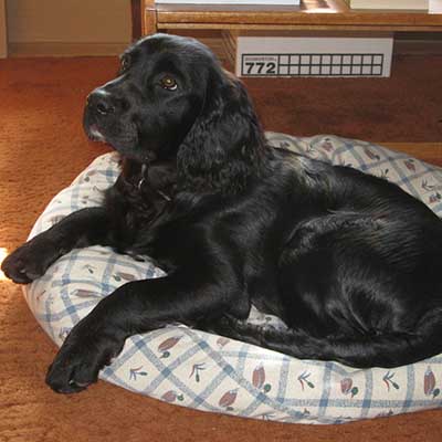 Spangold Retriever