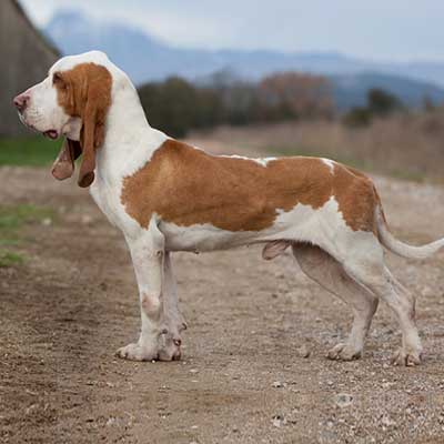 Spanish Hound