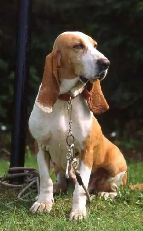 Breed Origin