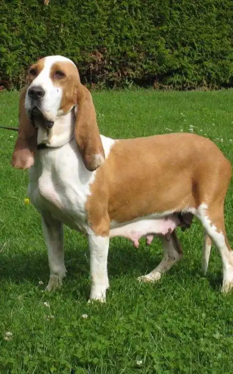 Breed Appearance