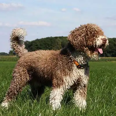 Spanish Water Dog dog breed.