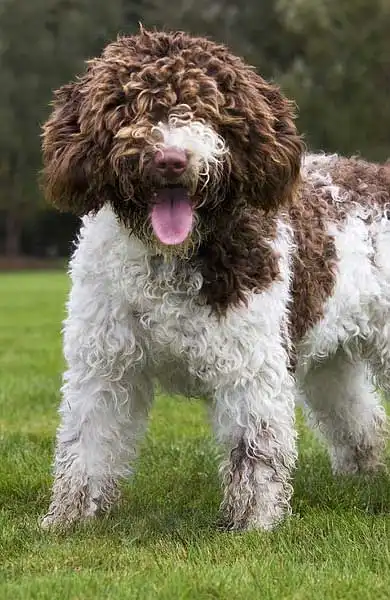 Breed Appearance