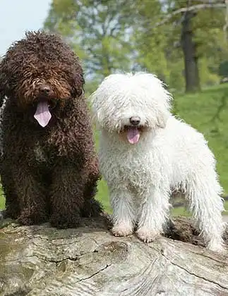 Behavior & Temperament