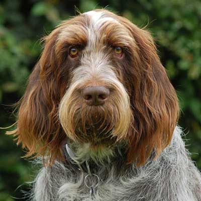 Spinone Italiano