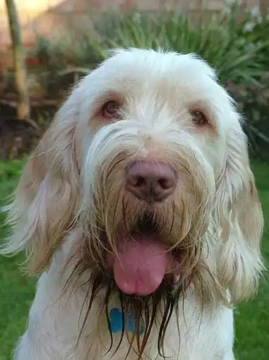 Origem & História do Spinone Italiano