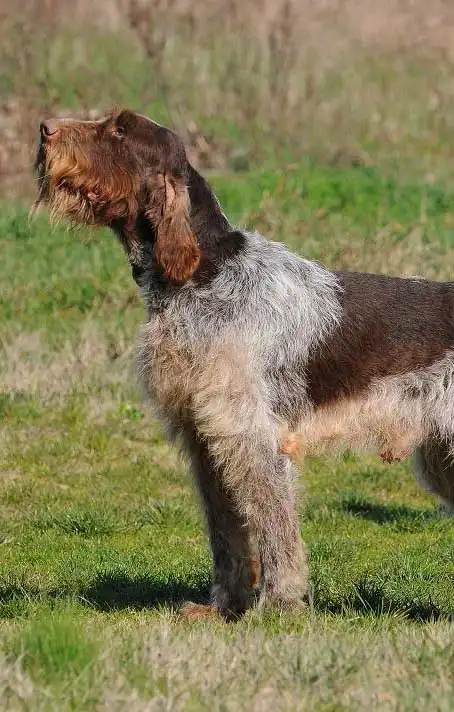 Aparência do Spinone Italiano