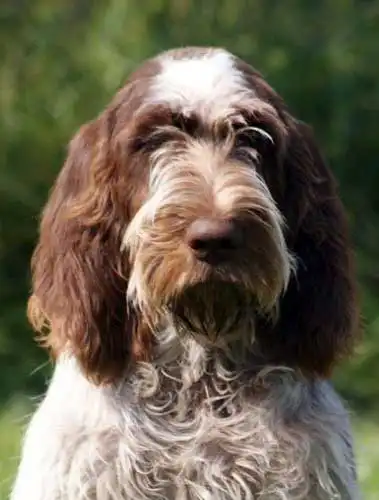Cuidados & Rotina do Spinone Italiano