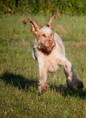 Temperamento & Personalidade do Spinone Italiano