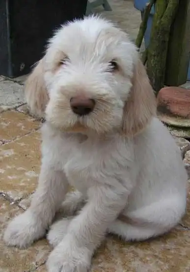 Necessidade de Exercícios do Spinone Italiano