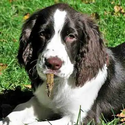 Spreagle dog breed.