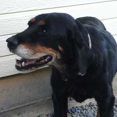 Springer Rottie