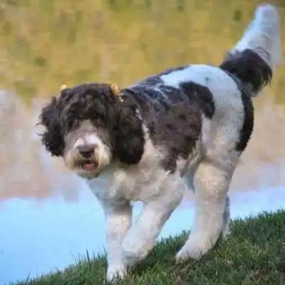 Springerdoodle dog breed.
