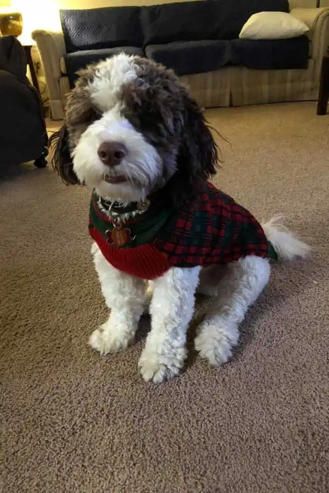 Breed Appearance