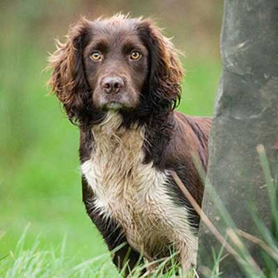 Sprocker Spaniel