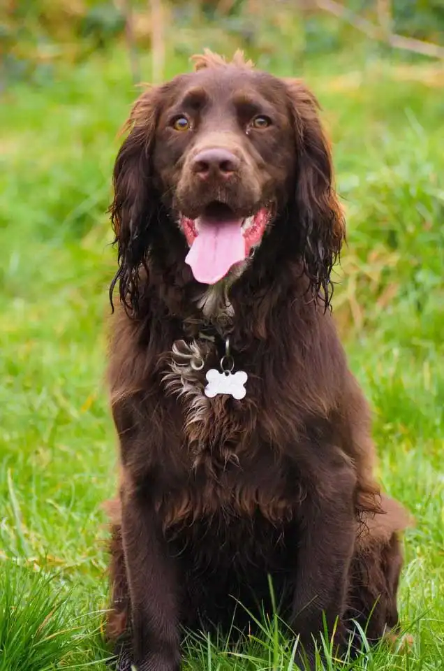 Breed Origin