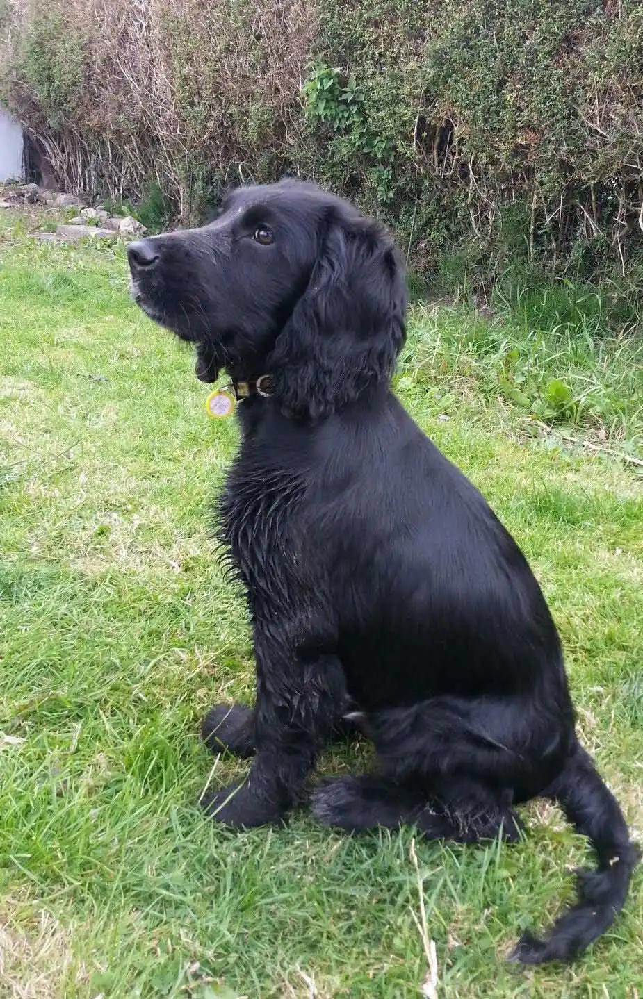 Breed Appearance