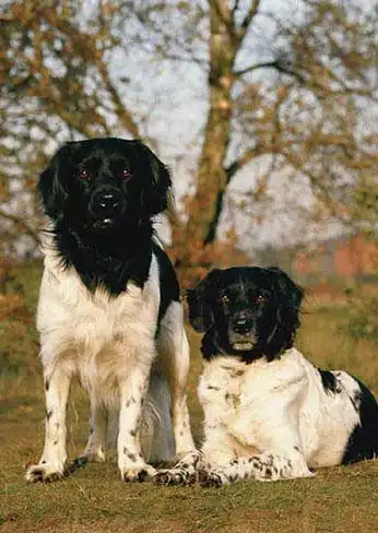 Aspetto del Stabyhoun