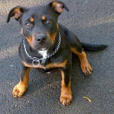 Staffordshire Bullweiler