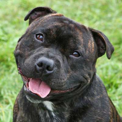 Staffordshire Bull Terrier