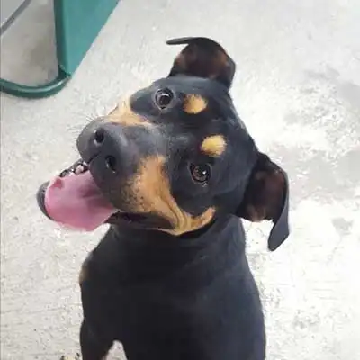 Staffweiler dog breed.