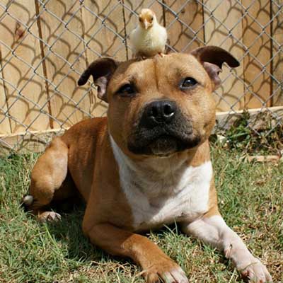 Staffy Bull Pit