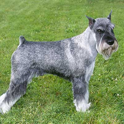 Mittelschnauzer (Standard Schnauzer)