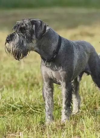 Origine & Histoire du Schnauzer Moyen