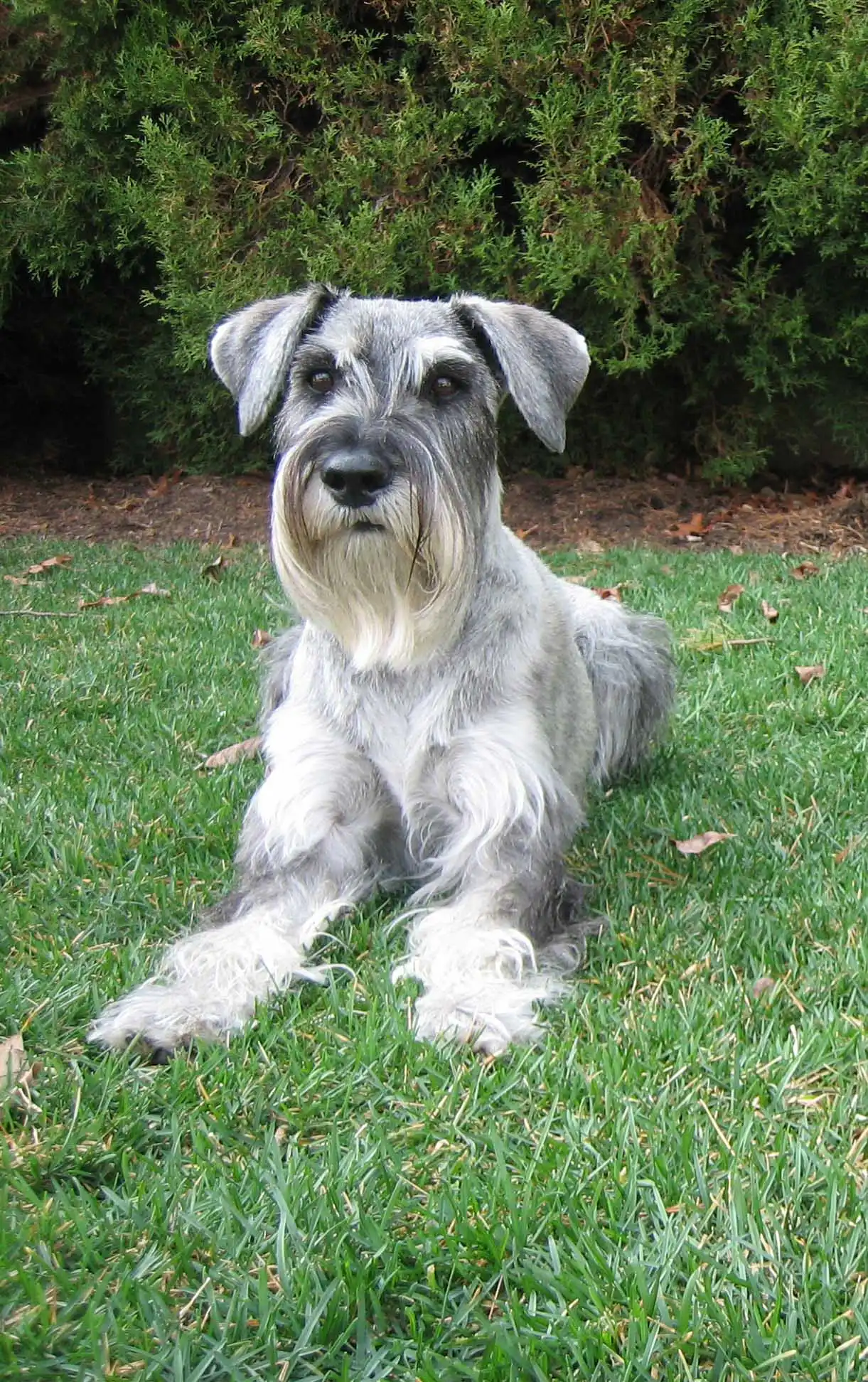 Apparence du Schnauzer Moyen
