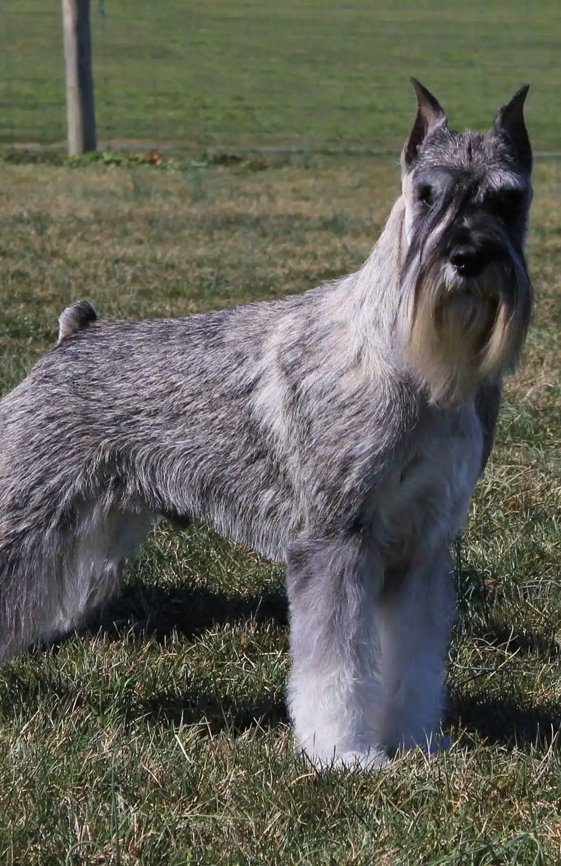 Entretien & Soins du Schnauzer Moyen