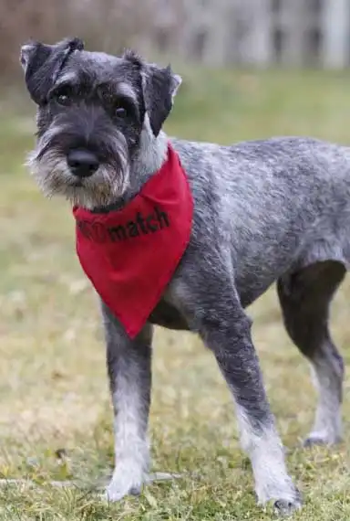 Comportement & Caractère du Schnauzer Moyen