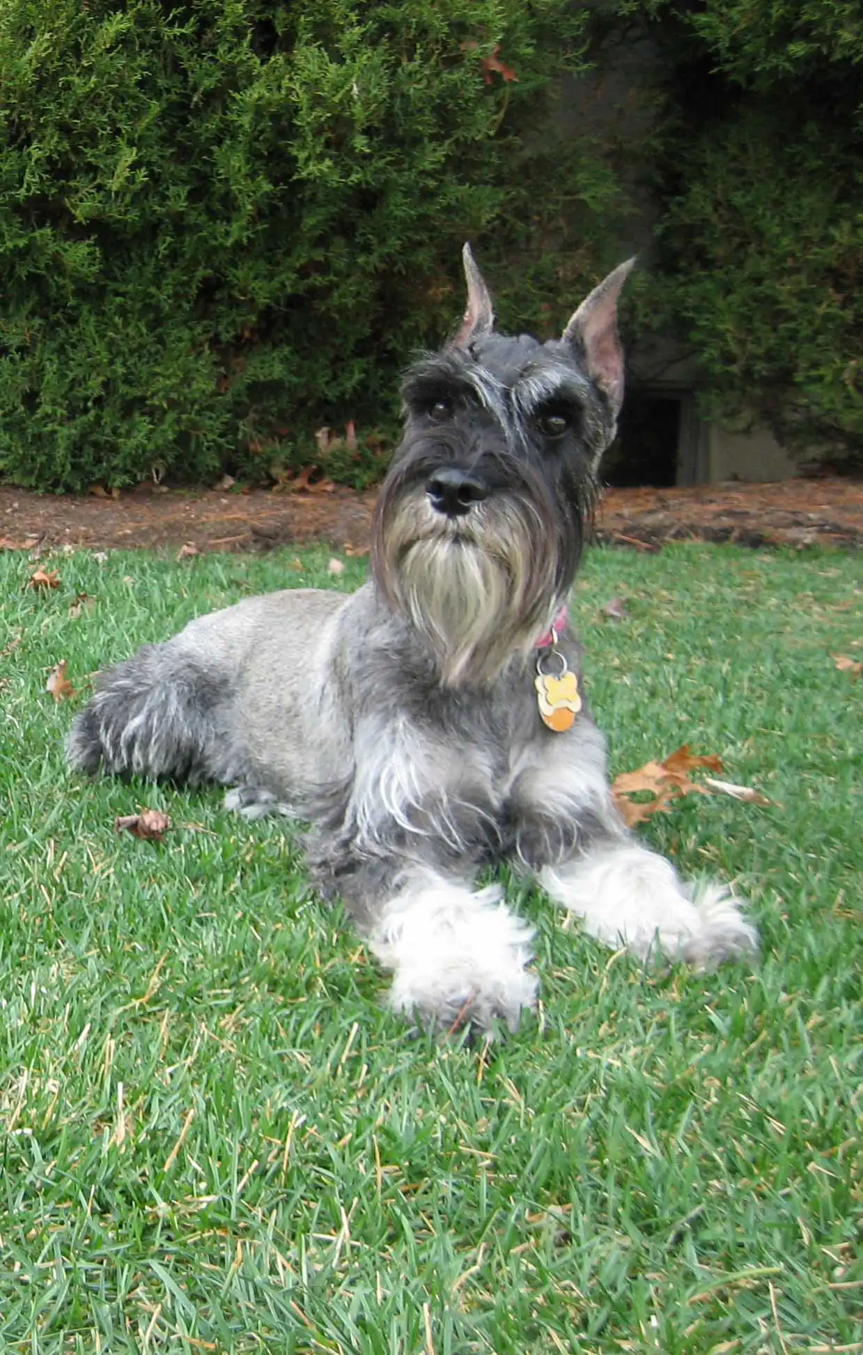 Besoins d'Exercice du Schnauzer Moyen
