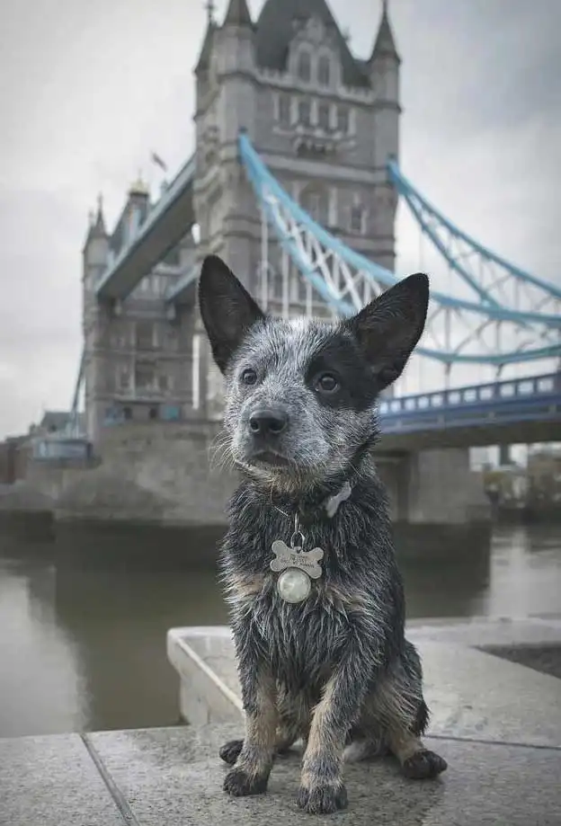 Origine & Storia del Stump Double Cattle Dog