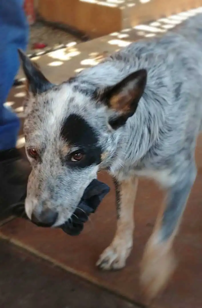 Aspetto del Stump Double Cattle Dog