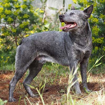 Stumpy Tail Cattle Dog