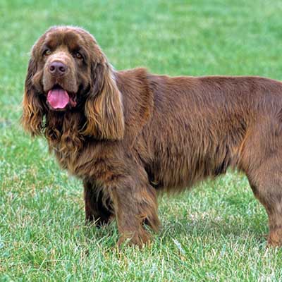 Sussex Spaniel