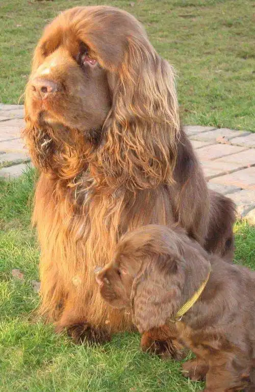 Breed Origin
