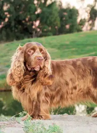 Breed Appearance