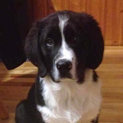 Swiss Newfie