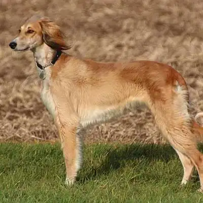 Taigan dog breed.