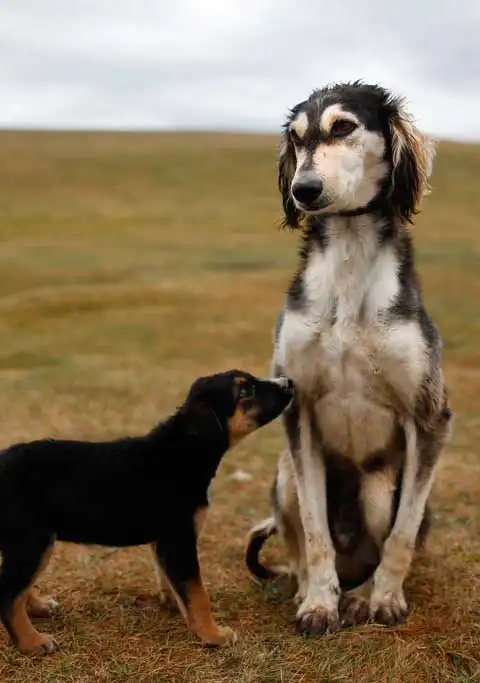 Breed Origin