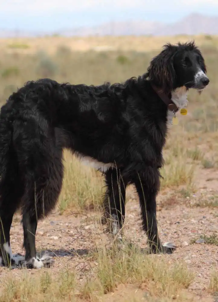 Breed Appearance