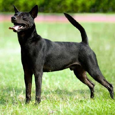 Taiwan Dog