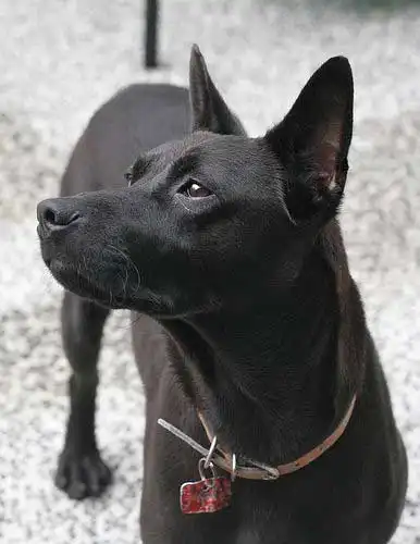 Erscheinungsbild von Taiwan Dog