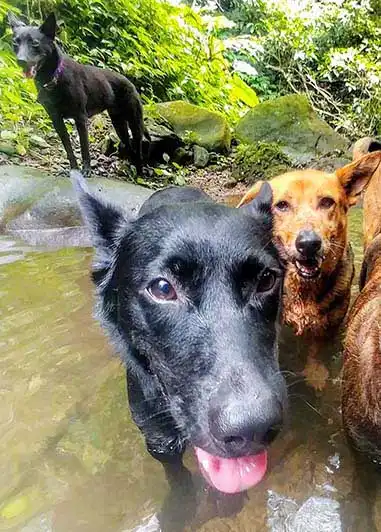 Wesen & Charakter von Taiwan Dog