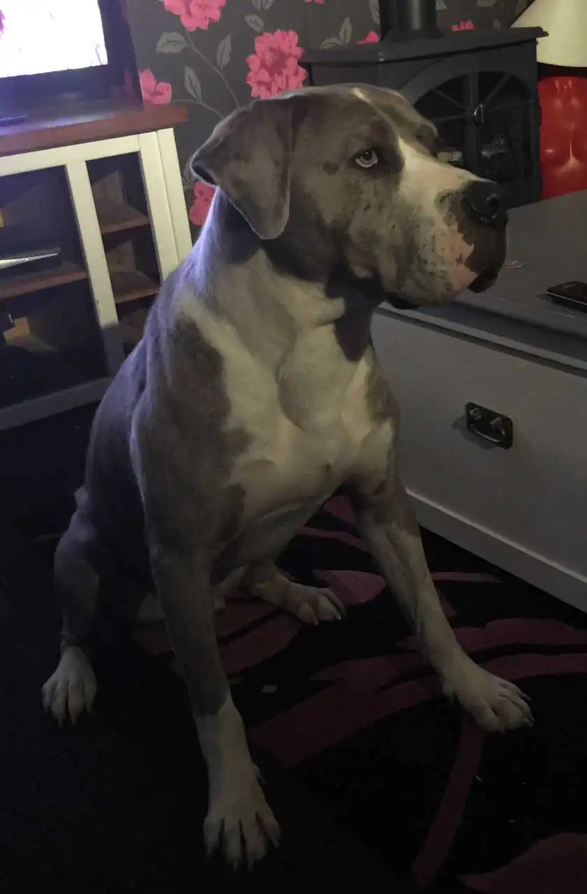 Breed Origin