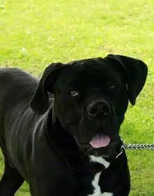 Breed Appearance