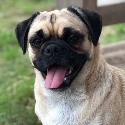 Tibetan Pug