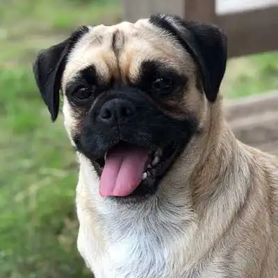 Tibetan Pug dog breed.